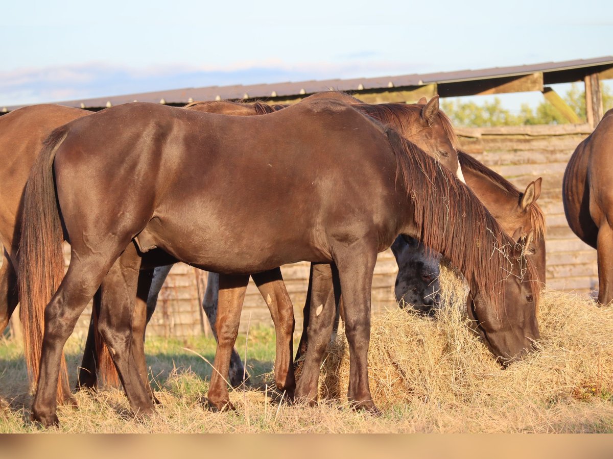 Anglo-Arab Stallion 5 years 15 hh Black in Beaumont-de-boeuf