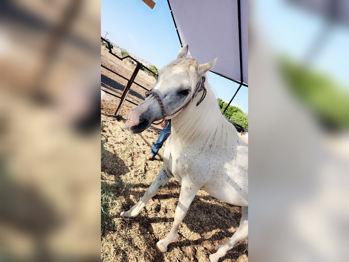 Anglo-Arab Stallion 7 years White in Mecca