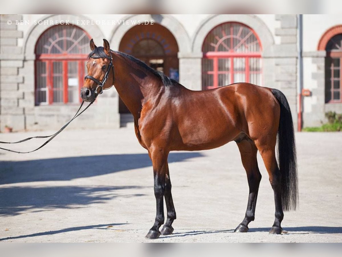 Anglo-Arab Stallion Brown in Steinberg