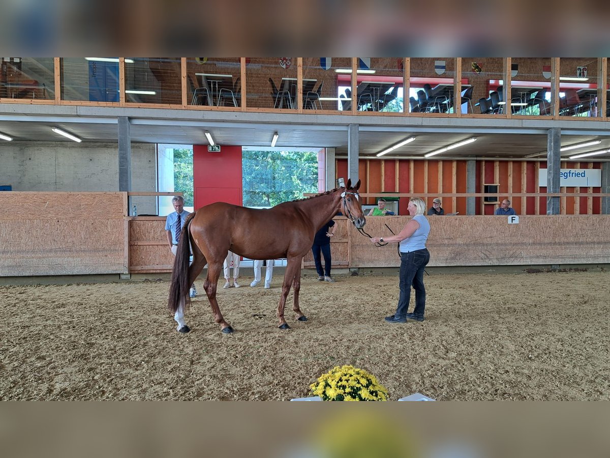 Anglo-Arab Stallion Chestnut-Red in Münchenstein 1