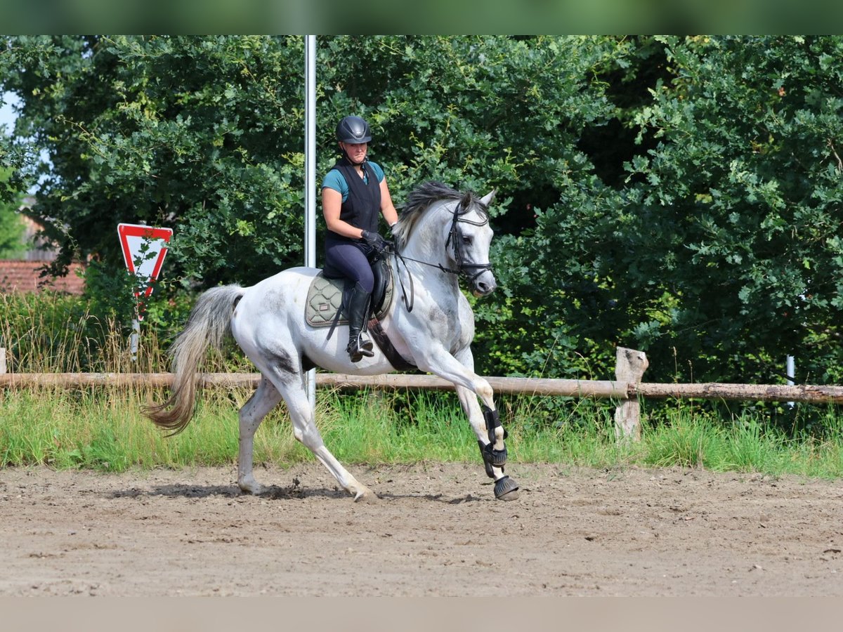 Anglo-Arab Stallion Pinto in Bad Oldesloe