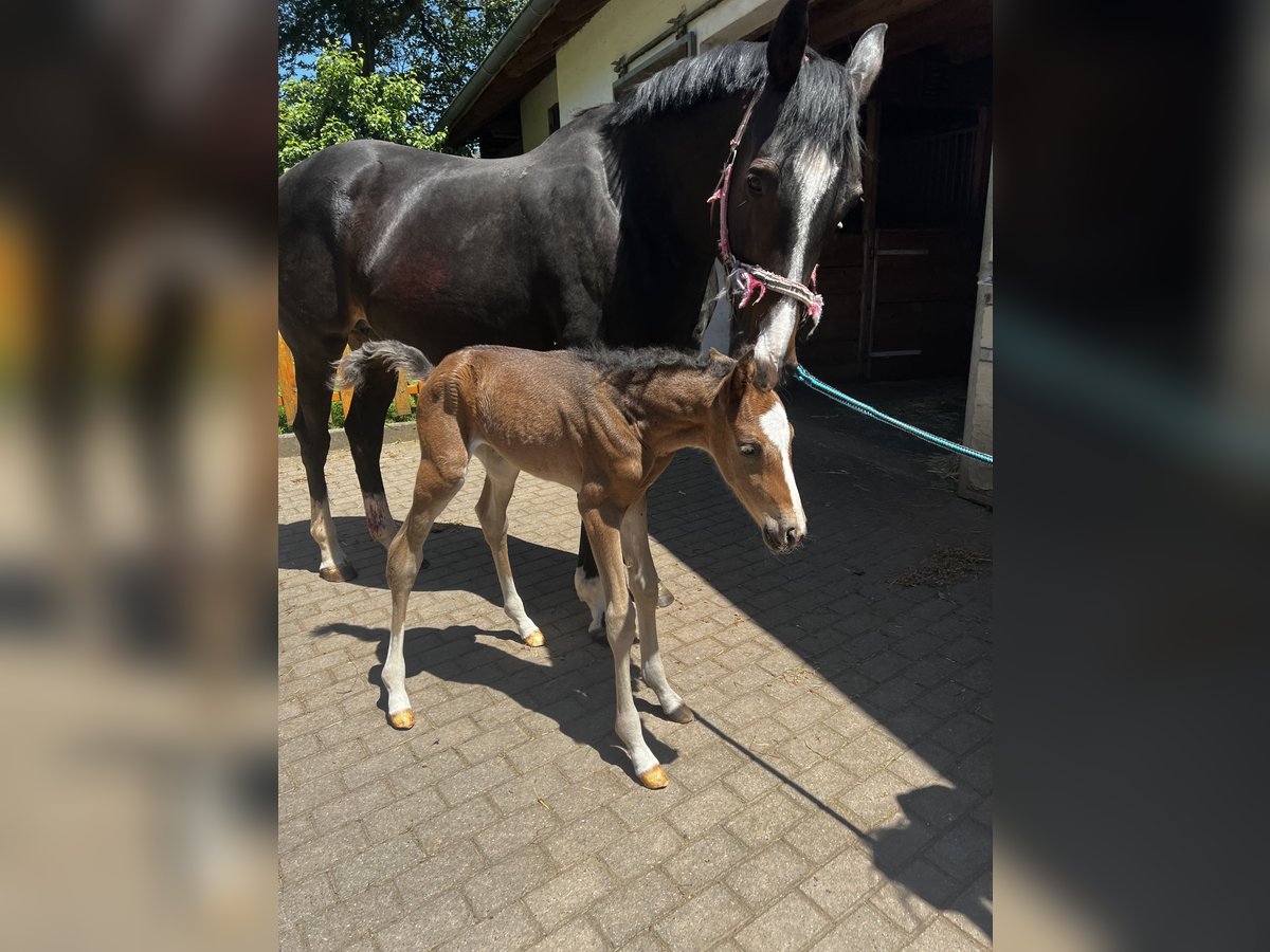 Anglo-arab Sto 18 år 162 cm Mörkbrun in Haigerloch