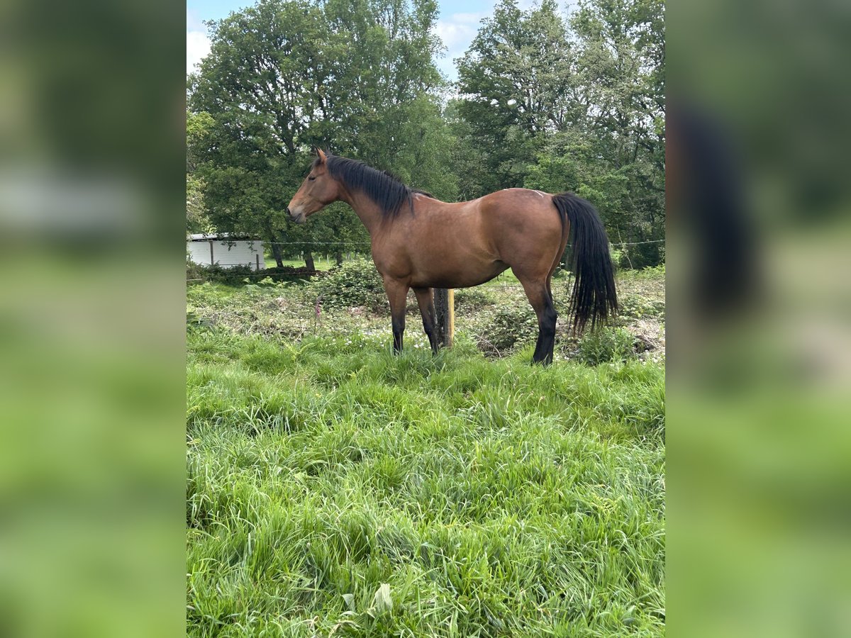 Anglo-arab Sto 4 år 166 cm Mörkbrun in Ladines (Oviedo)