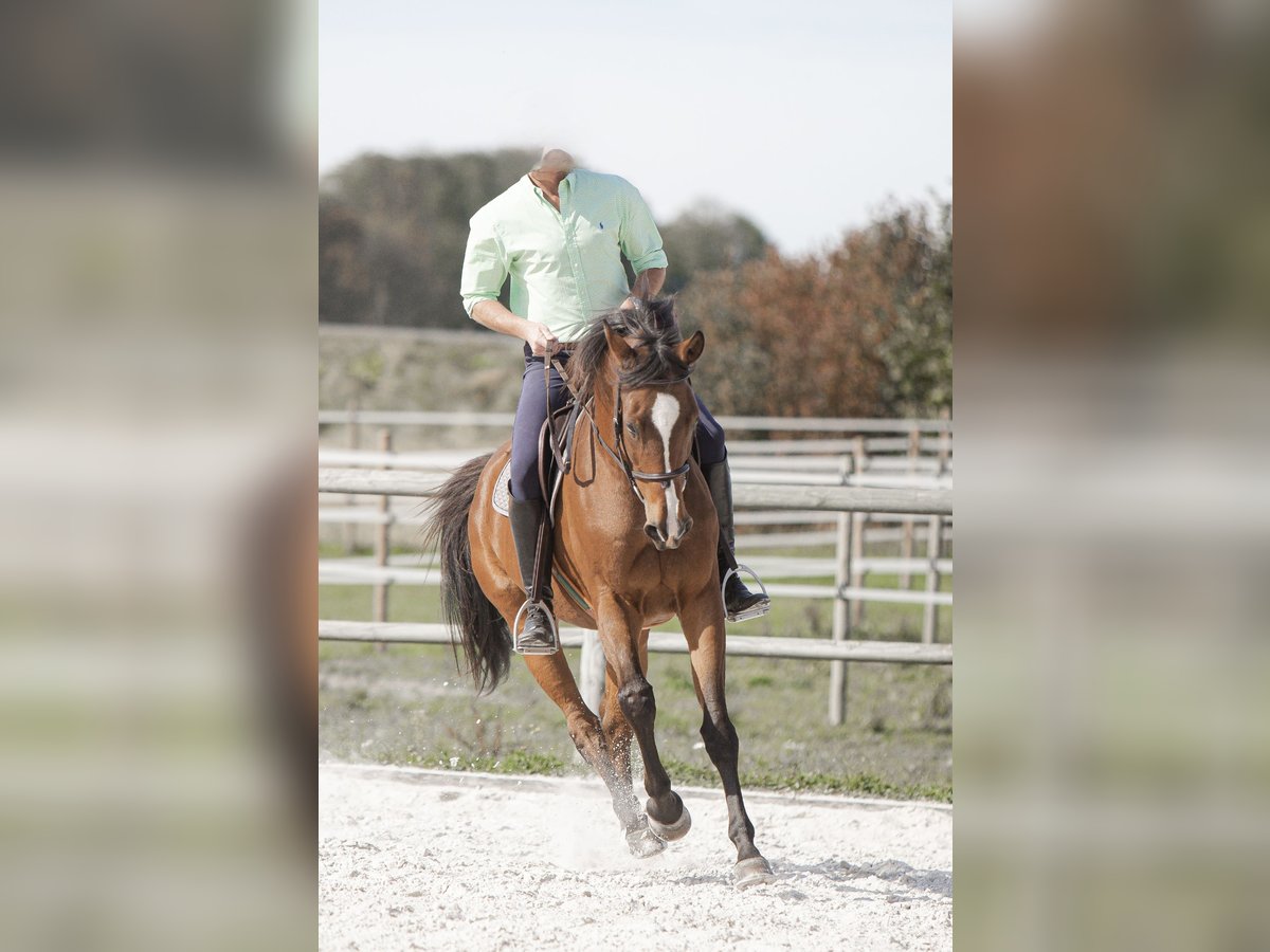 Anglo-arab Valack 10 år 165 cm Brun in Roche VD