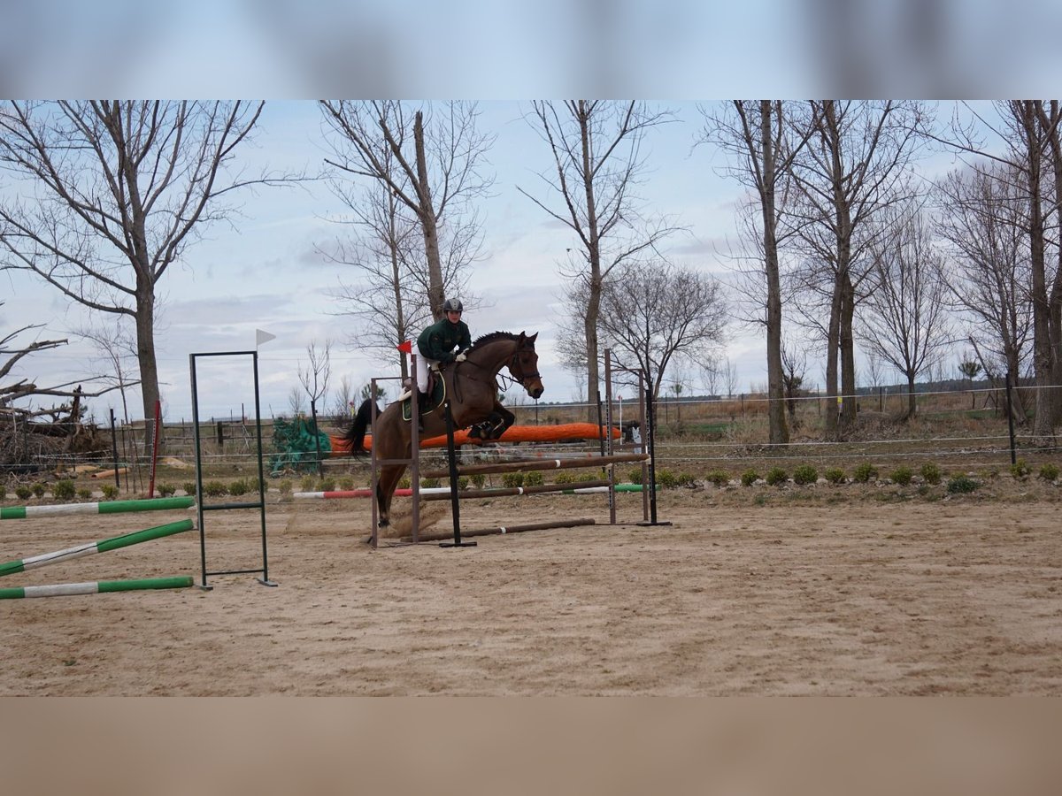 Anglo-arab Valack 11 år 166 cm Brun in Colmenar Viejo