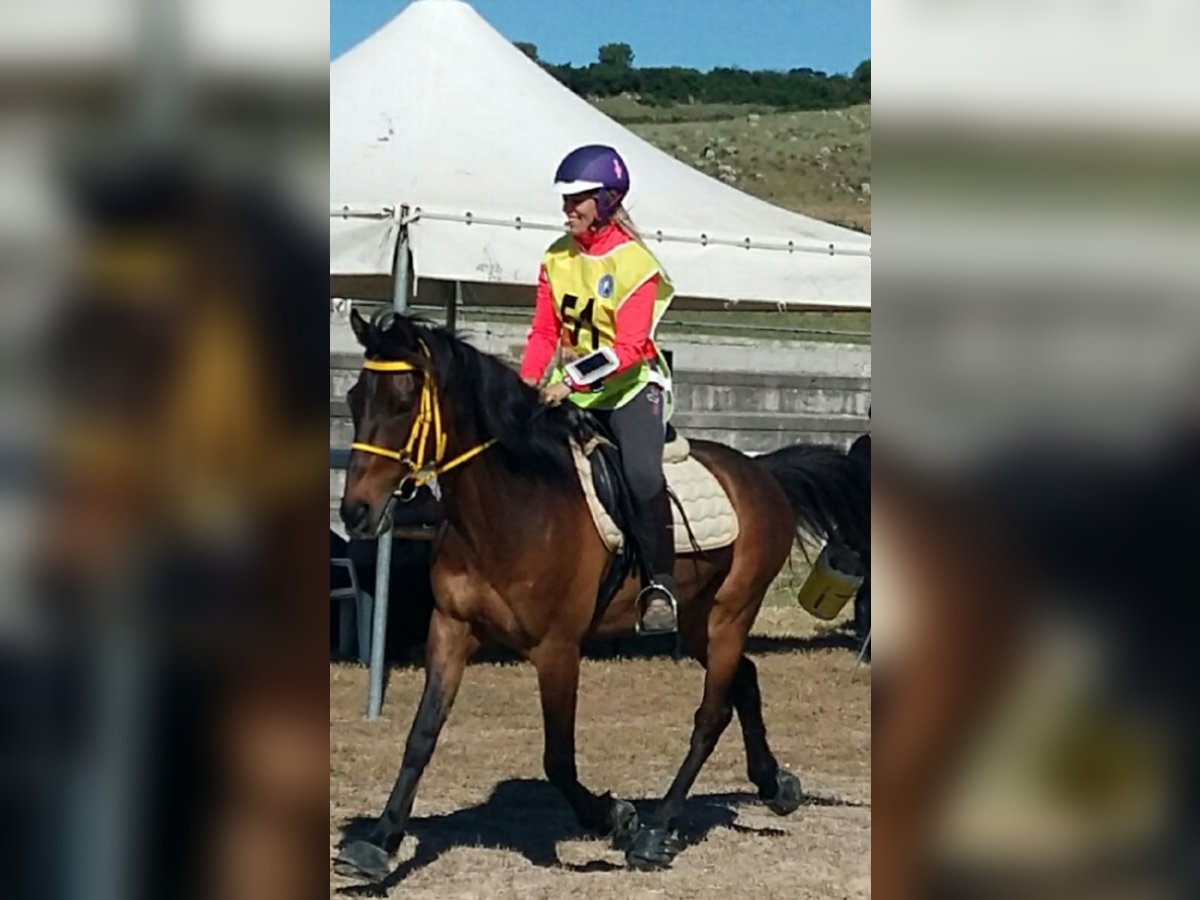 Anglo-arab Blandning Valack 13 år 155 cm Brun in Cannigione