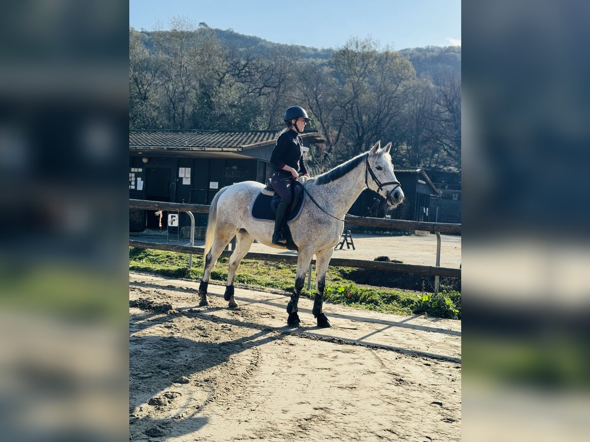 Anglo-arab Valack 14 år 160 cm Grå in Villeneuve-Loubet