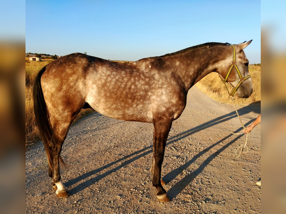 Anglo-arab Valack 4 år 162 cm Grå in Fregenal De La Sierra