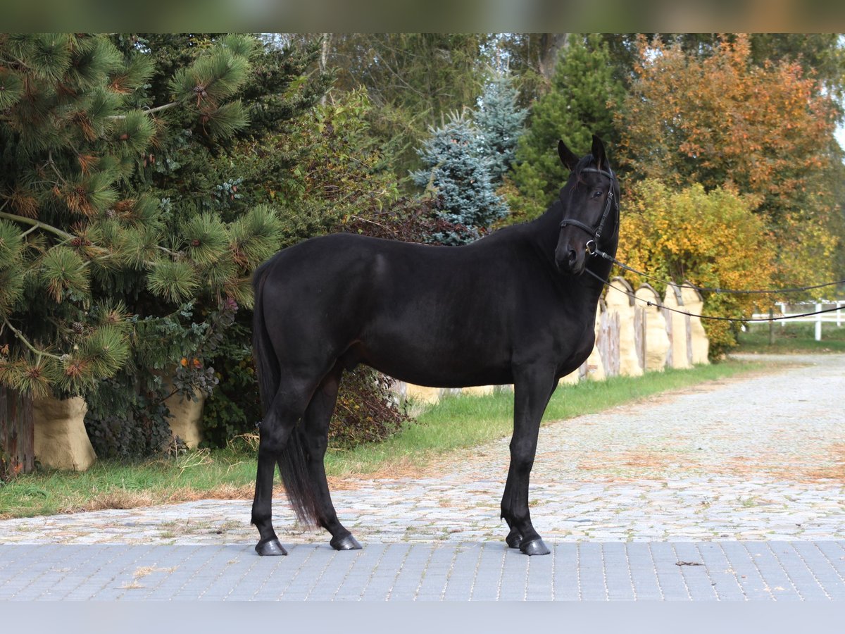 Anglo-arab Valack 4 år 162 cm Rökfärgad svart in Santok