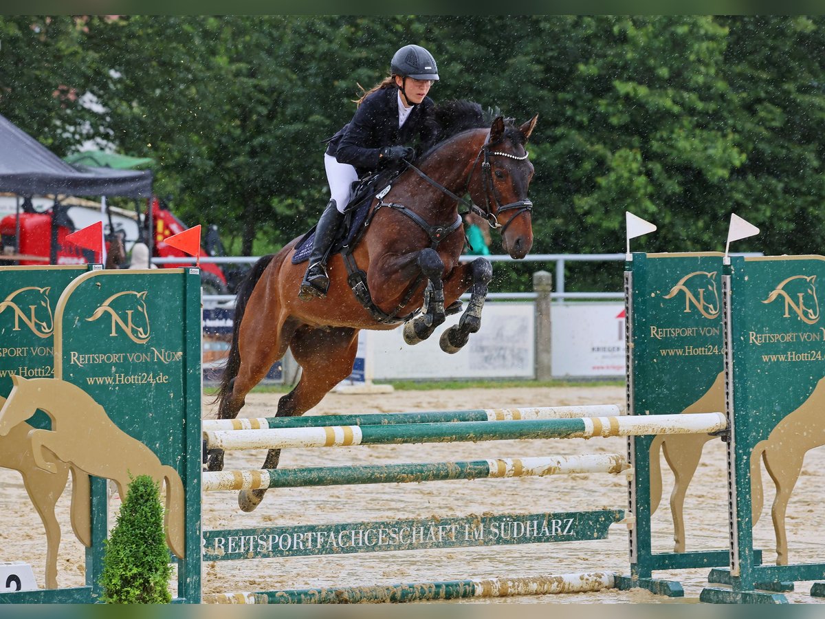 Anglo-arab Valack 5 år 173 cm Mörkbrun in Niederbösa