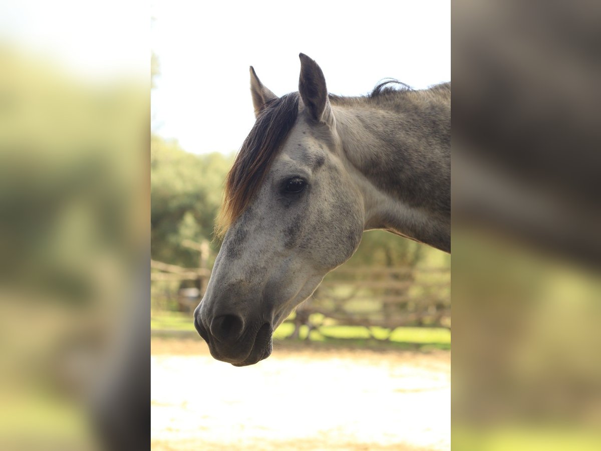 Anglo-arab Blandning Valack 8 år 153 cm Gråskimmel in Vejer de la Frontera