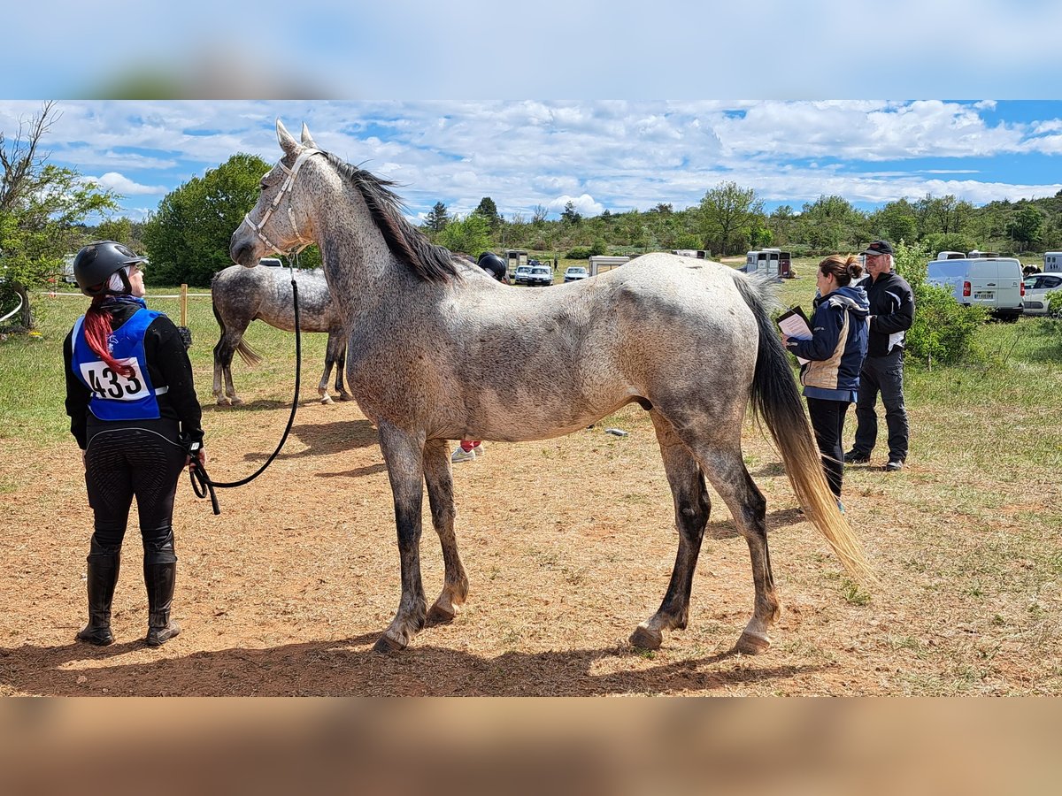 Anglo árabe Caballo castrado 10 años 162 cm Tordo in Euzet