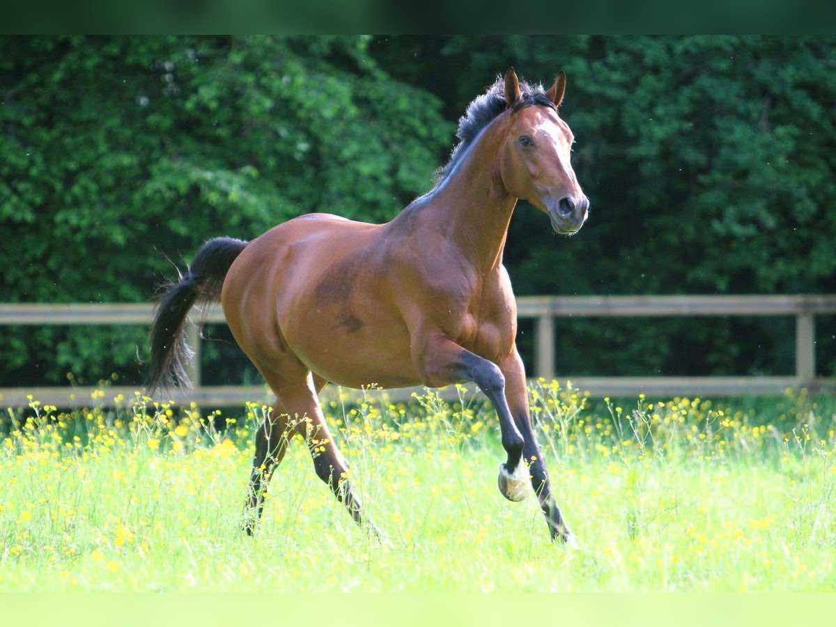 Anglo árabe Caballo castrado 10 años 167 cm Castaño in Becon les granits