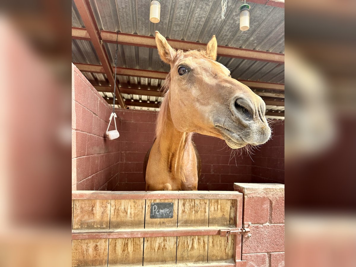 Anglo árabe Caballo castrado 13 años 175 cm Castaño in Sant Just Desvern