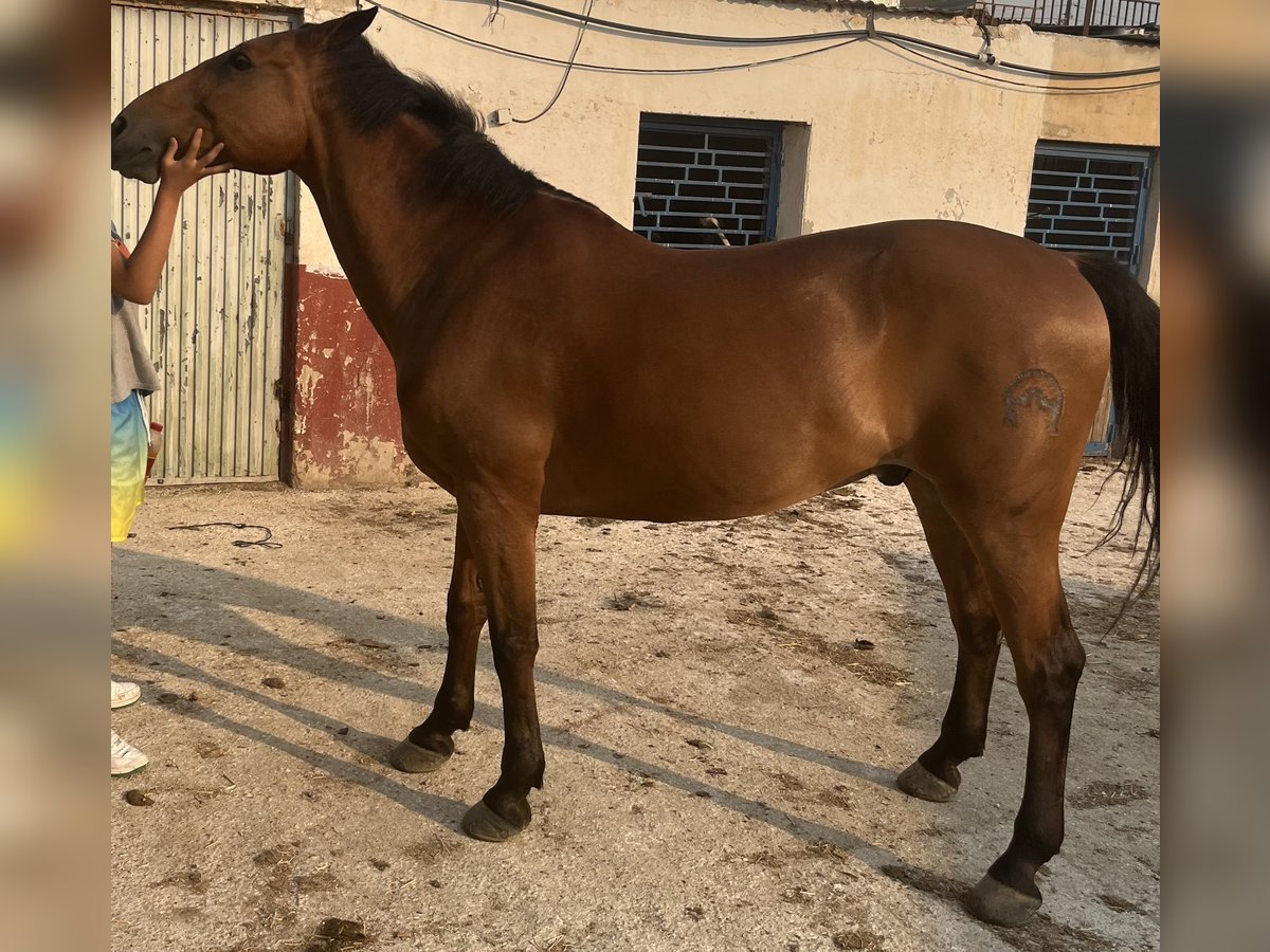 Anglo árabe Mestizo Caballo castrado 16 años 160 cm Castaño claro in Parque Industrial De Elche (Poligono Industrial)