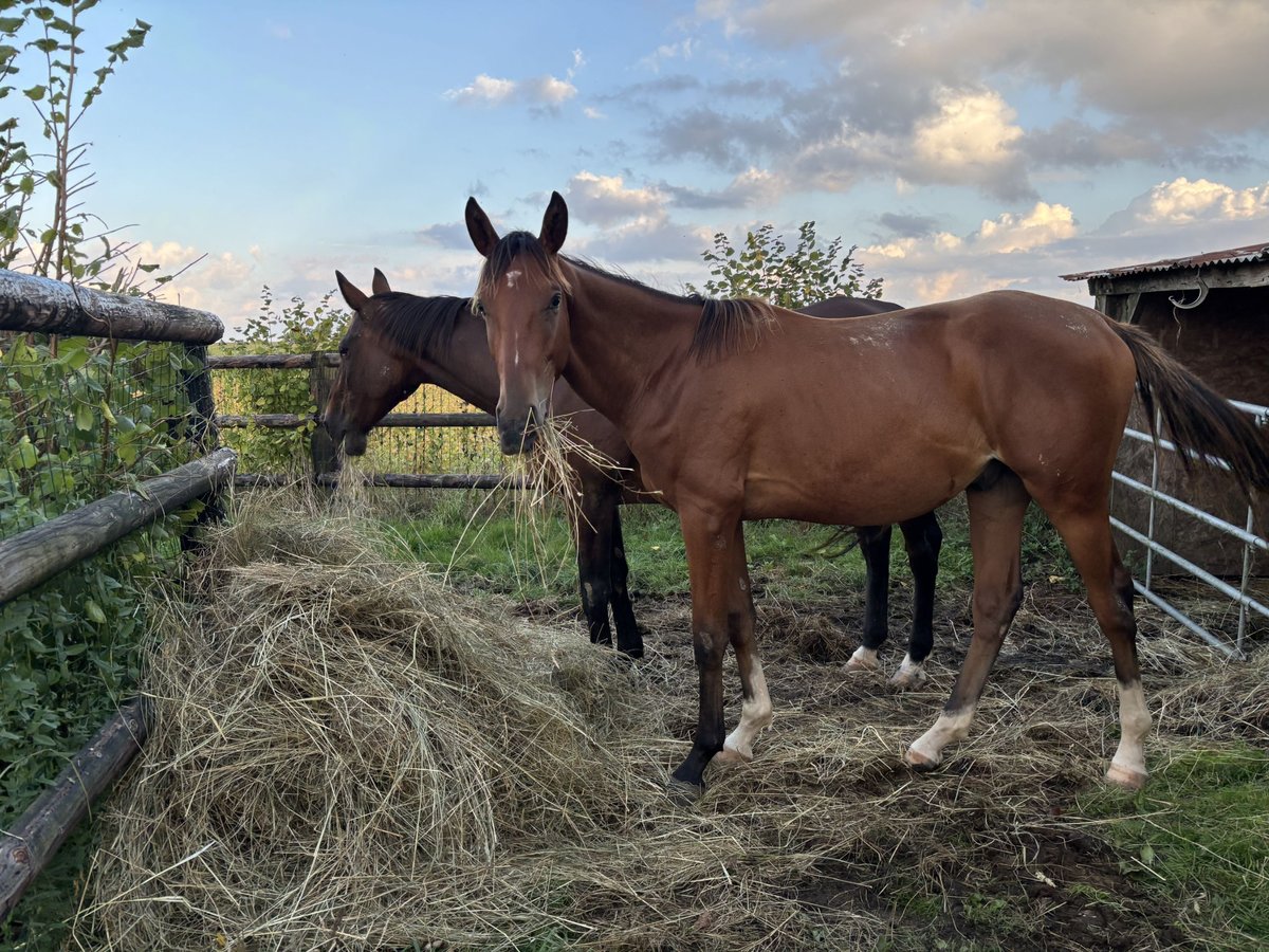 Anglo árabe Caballo castrado 1 año 160 cm Castaño in Meslay du Maine