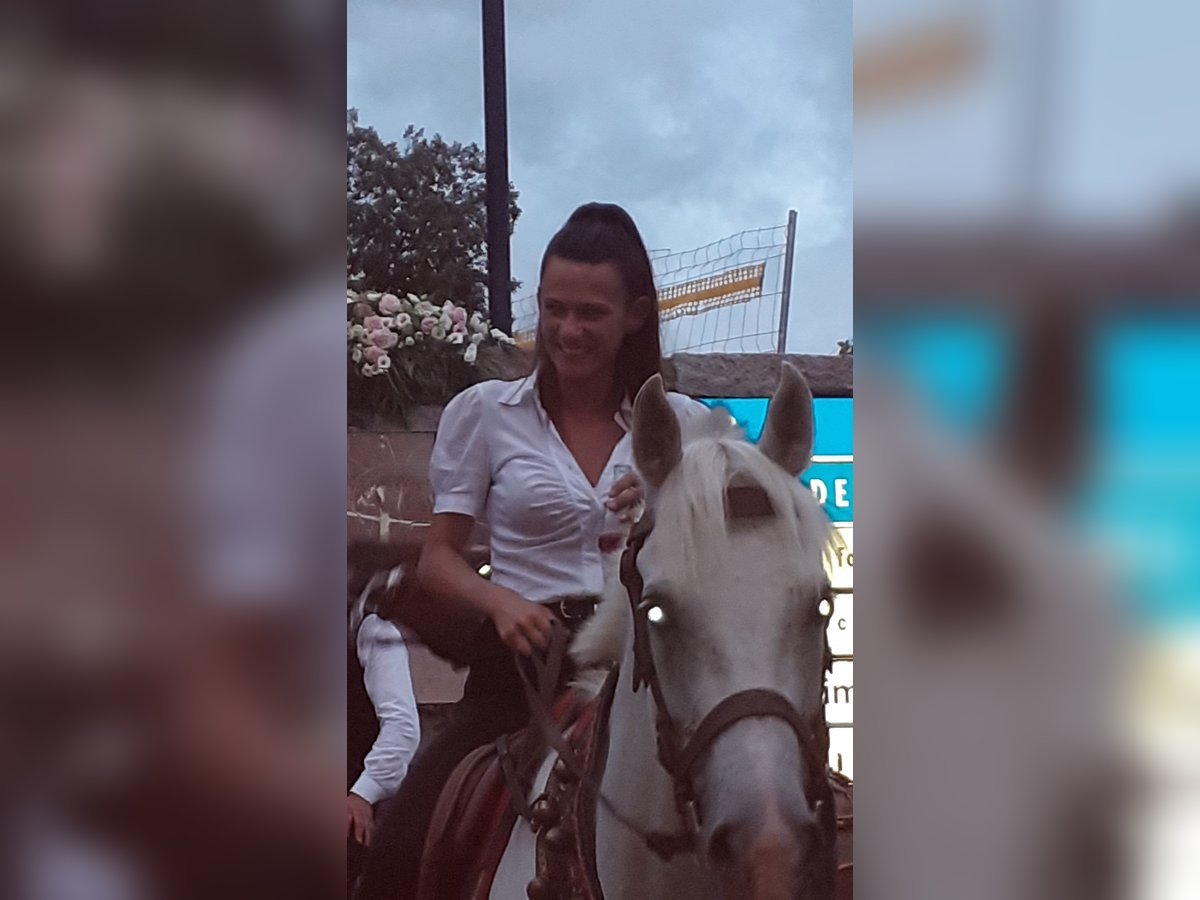 Anglo árabe Caballo castrado 20 años 155 cm Tordo in Orotelli