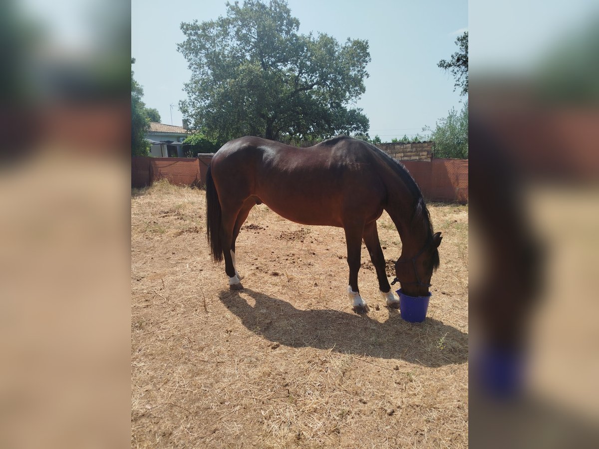 Anglo árabe Caballo castrado 20 años 171 cm Castaño oscuro in Castilblanco De Los Arroyos