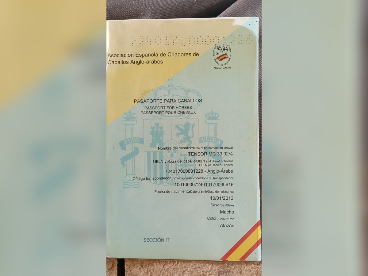 Anglo árabe Caballo castrado 23 años 168 cm Alazán in Barcelona