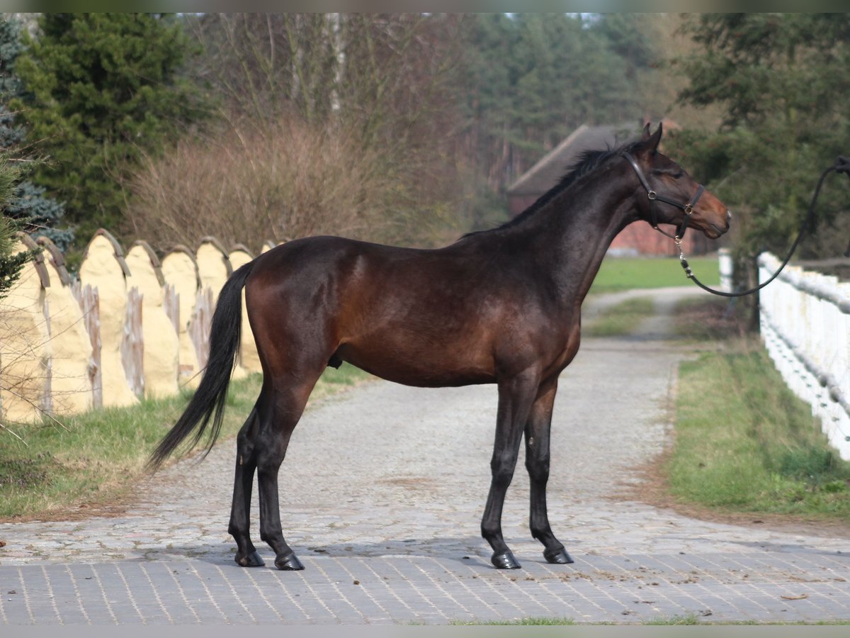 Anglo árabe Caballo castrado 2 años 170 cm Castaño oscuro in Santok