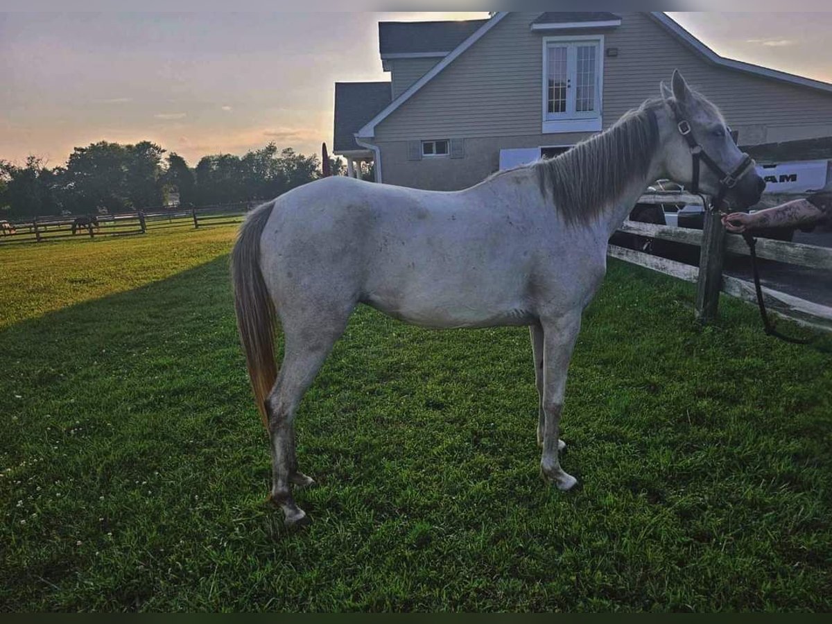 Anglo árabe Caballo castrado 3 años 142 cm Tordo in Cherry hill NJ