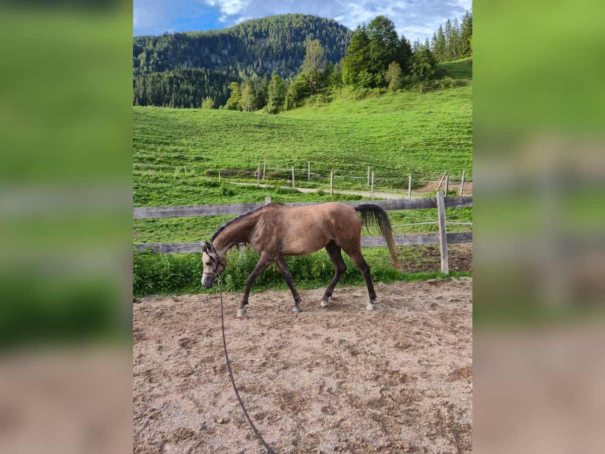 Anglo árabe Caballo castrado 3 años 155 cm Tordillo negro in Achenkirch