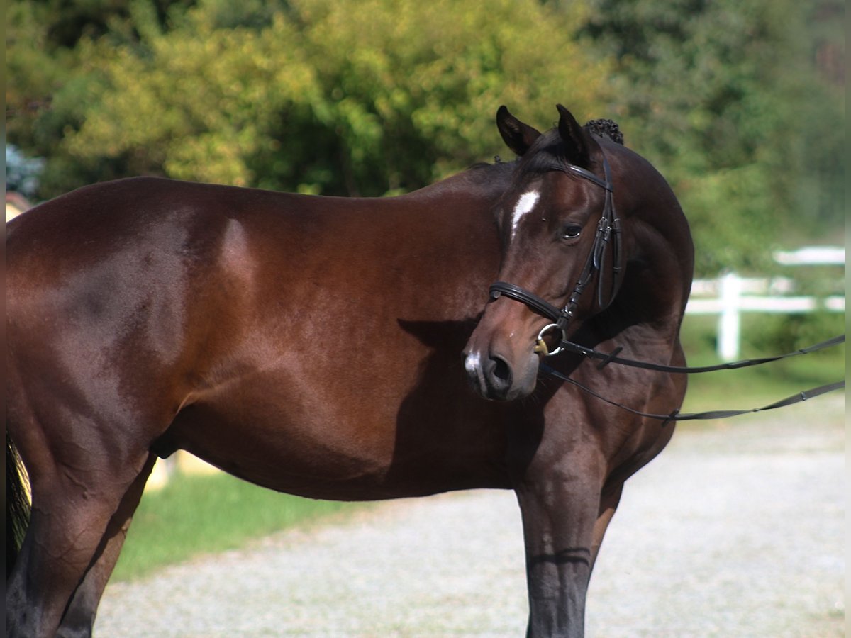 Anglo árabe Caballo castrado 3 años 169 cm Castaño oscuro in Santok