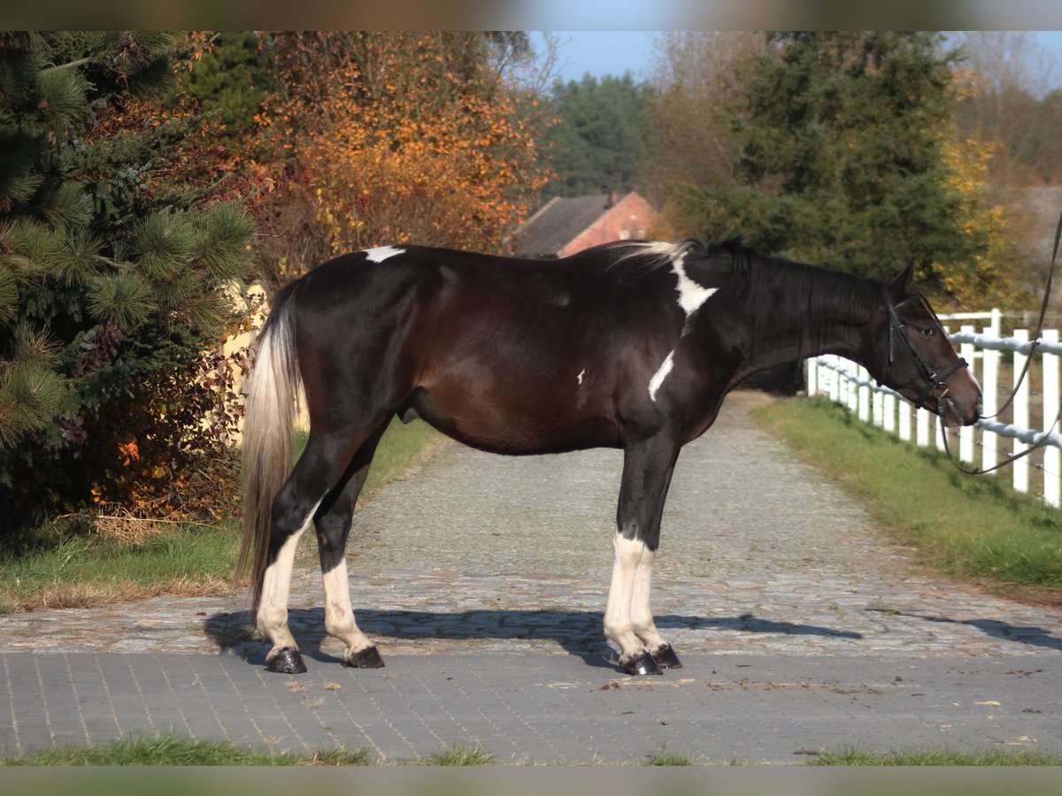 Anglo árabe Caballo castrado 4 años 168 cm Pío in Santok