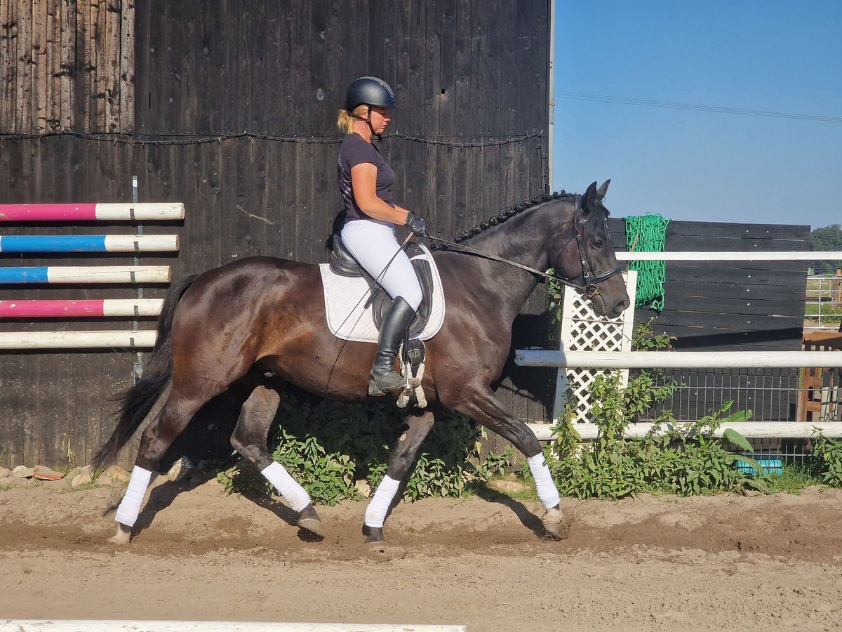 Anglo árabe Caballo castrado 5 años 165 cm Castaño oscuro in Wangelau