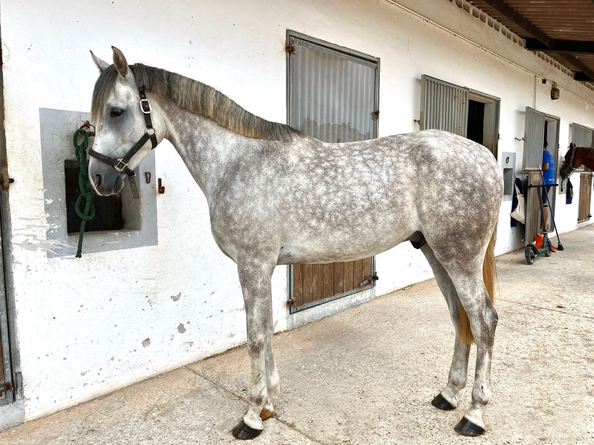 Anglo árabe Caballo castrado 5 años Tordo in Alaior