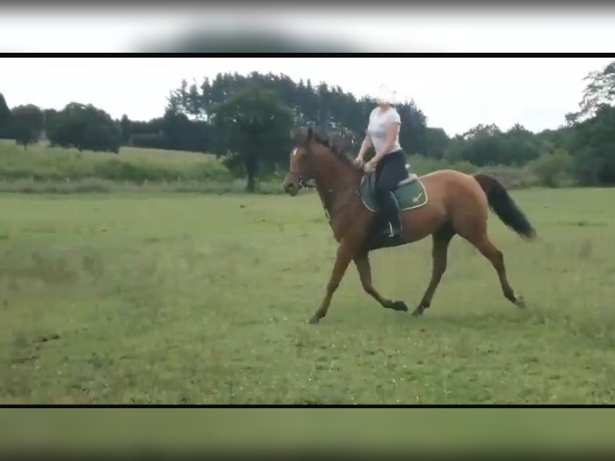 Anglo árabe Caballo castrado 6 años 158 cm Alazán in Pola De Laviana