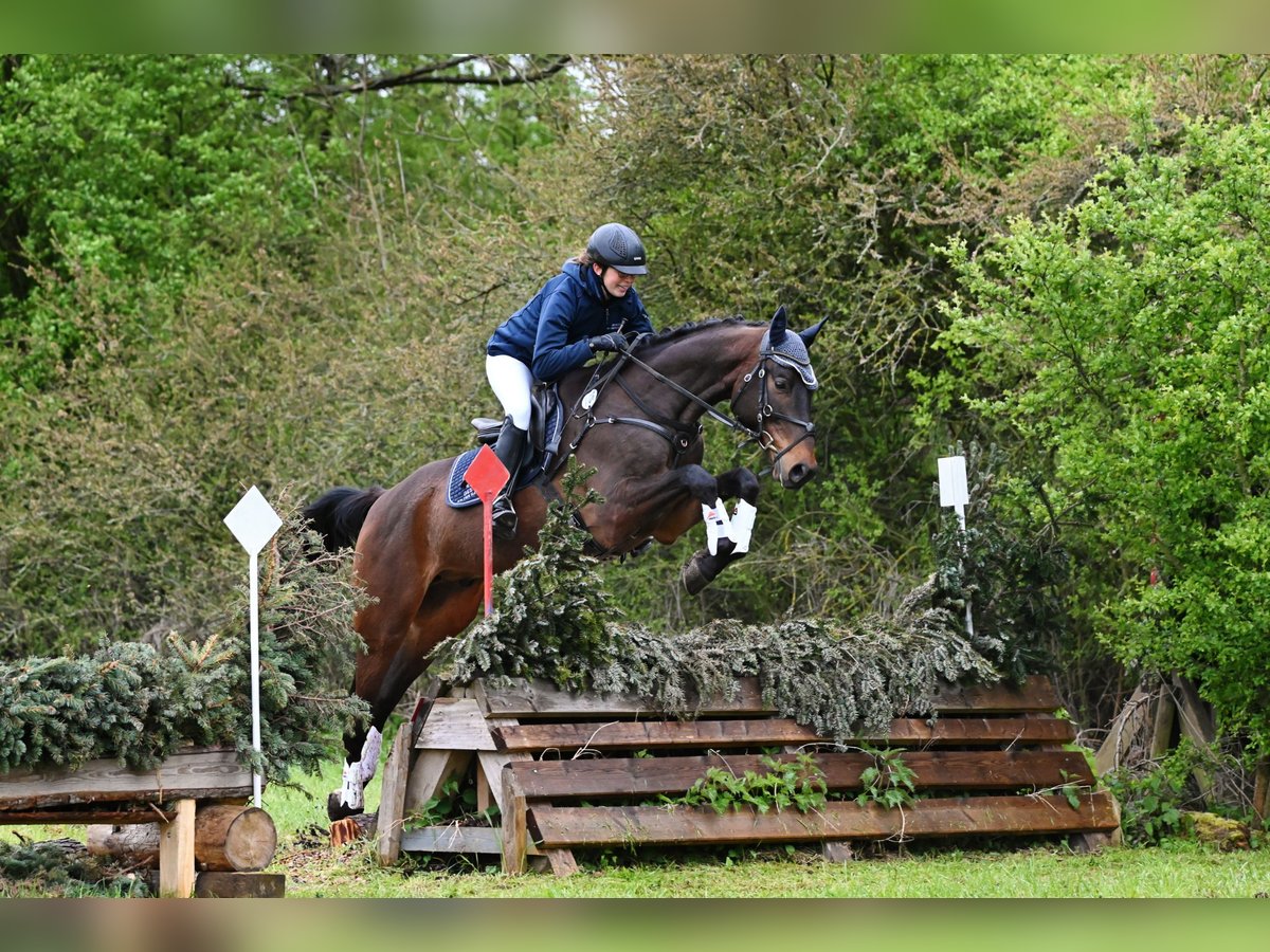 Anglo árabe Caballo castrado 6 años 172 cm Castaño oscuro in Niederb&#xF6;sa