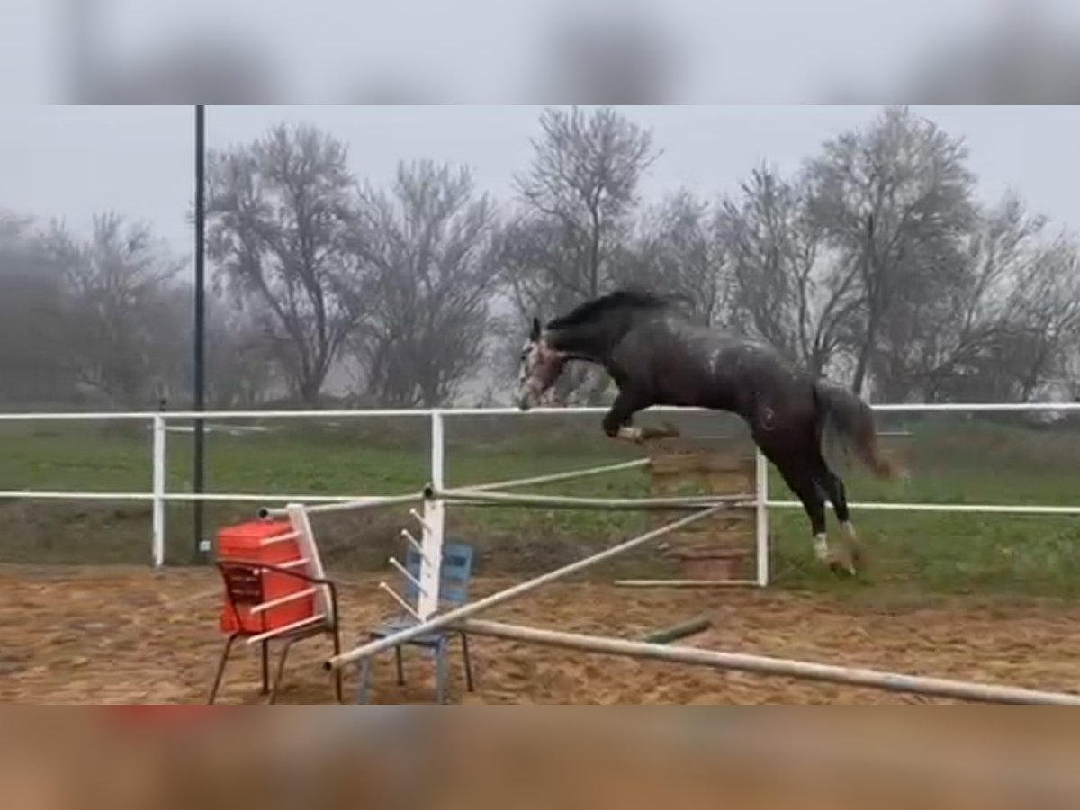 Anglo árabe Mestizo Caballo castrado 6 años 174 cm Tordo in La Flecha