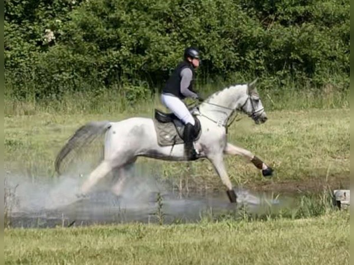 Anglo árabe Caballo castrado 7 años 164 cm Pío in Bad Oldesloe