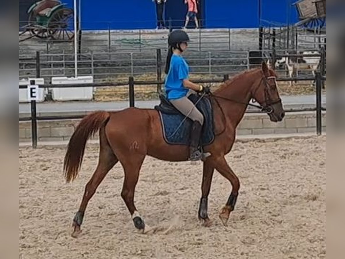 Anglo árabe Caballo castrado 7 años Castaño claro in Alcarias