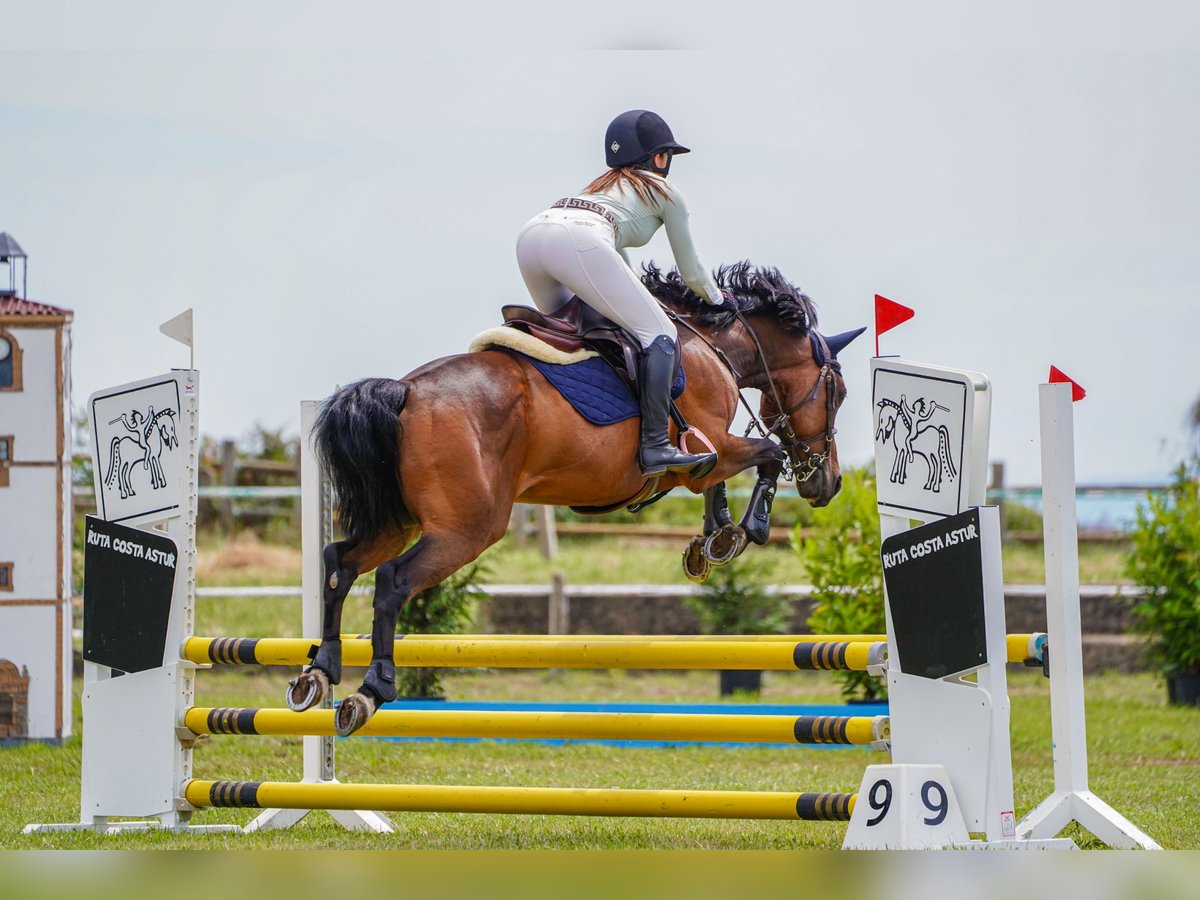 Anglo árabe Caballo castrado 8 años 158 cm Castaño in Gijon