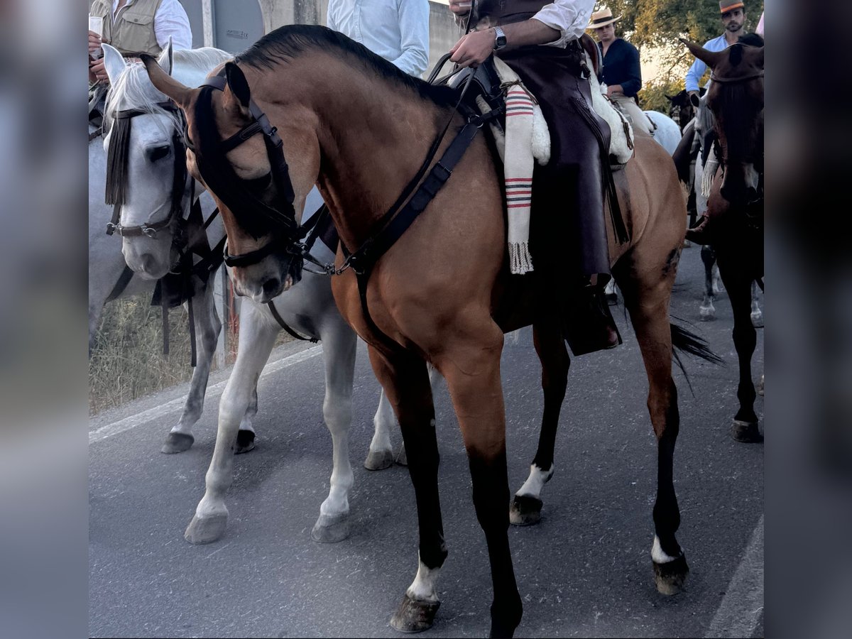 Anglo árabe Caballo castrado 8 años 166 cm Bayo in Ubeda