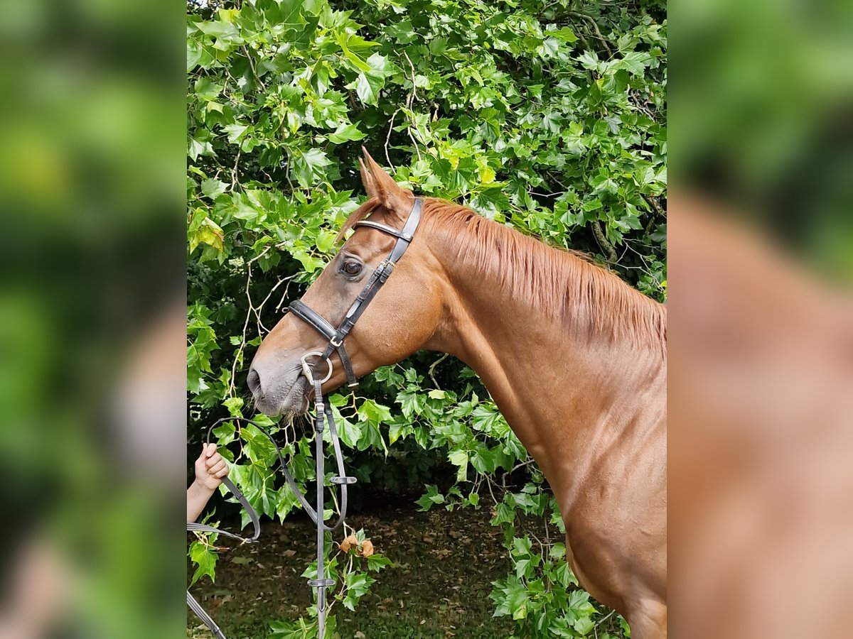 Anglo árabe Caballo castrado 9 años 168 cm Alazán-tostado in Majenfelde