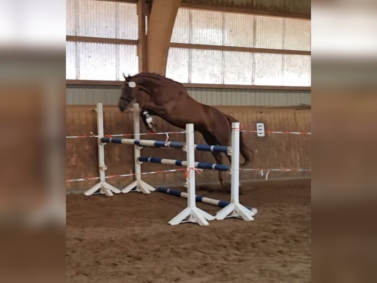 Anglo árabe Caballo castrado 9 años 168 cm Alazán-tostado in Majenfelde