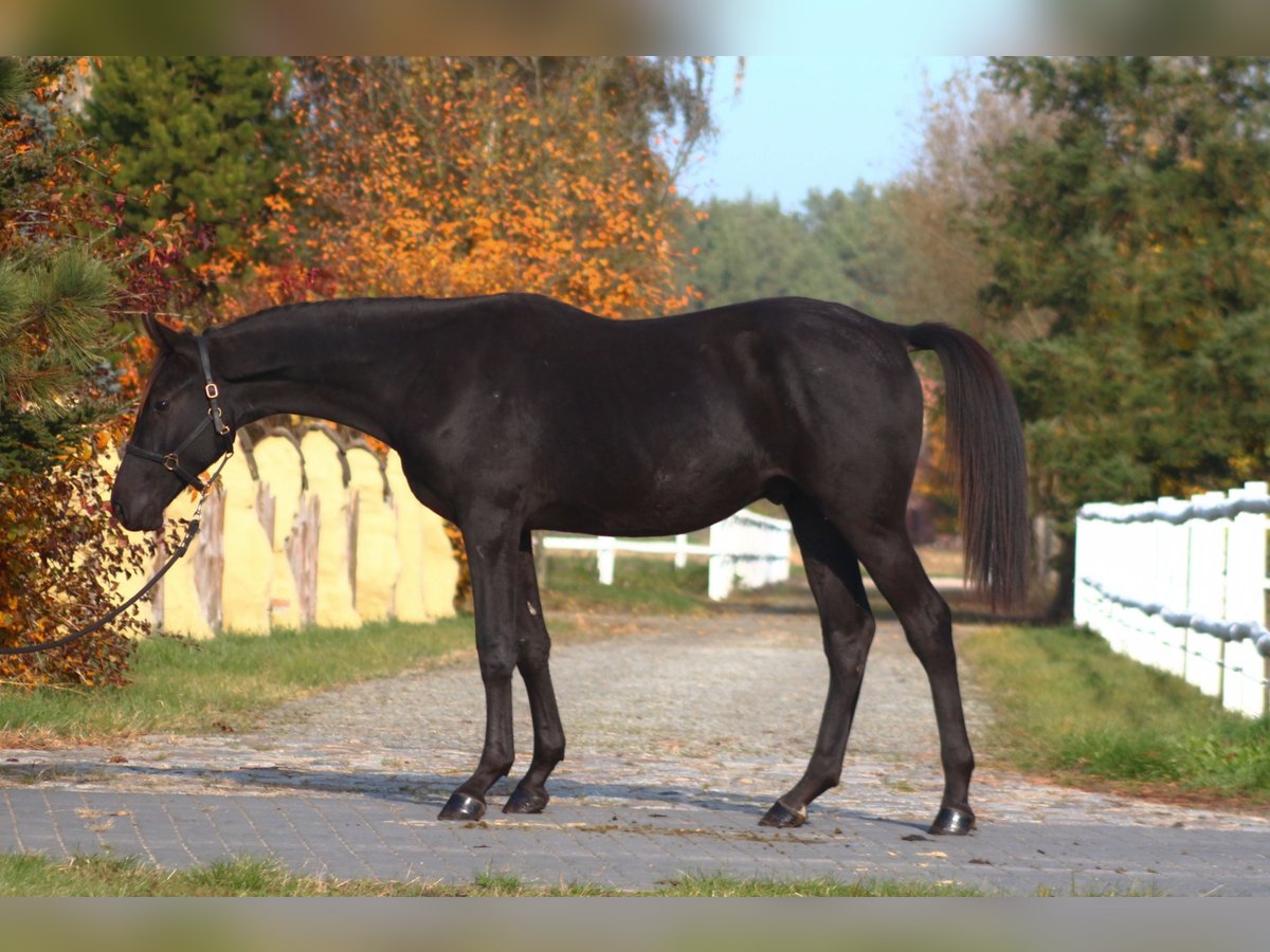 Anglo arabe Étalon 1 Année 173 cm Noir in Santok