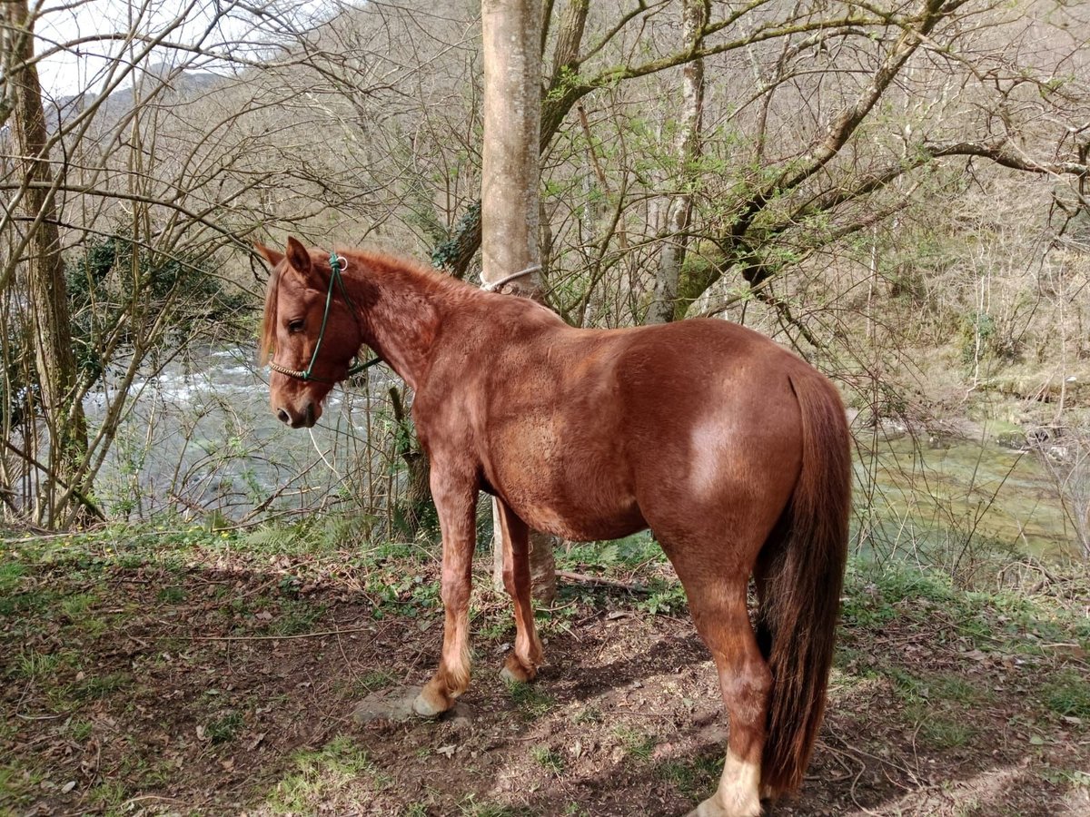 Anglo arabe Croisé Étalon 4 Ans 147 cm Alezan in Arenas de Cabrales