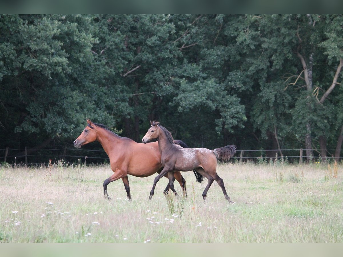 Anglo arabe Étalon Poulain (03/2024) in Lüdersdorf