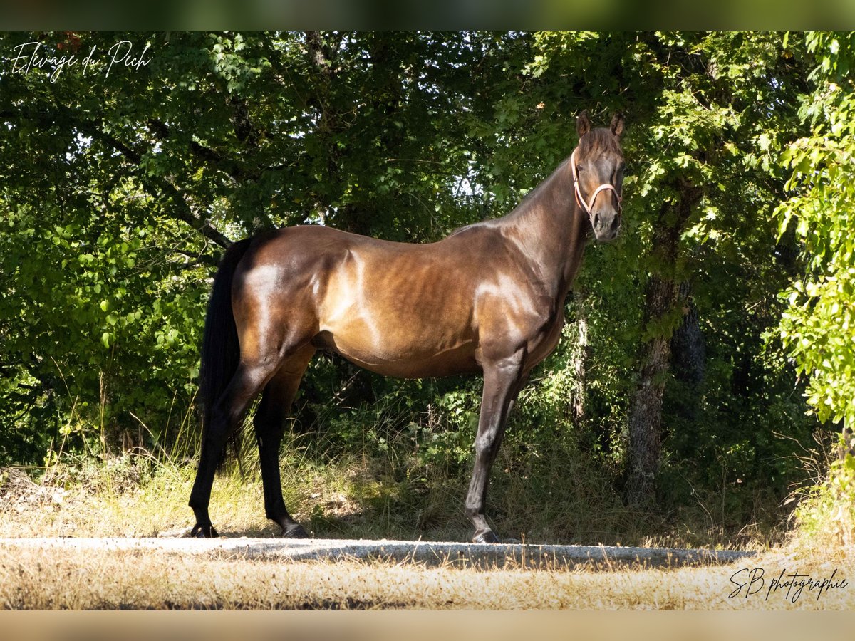 Anglo arabe Hongre 4 Ans 160 cm Noir in Fontanes