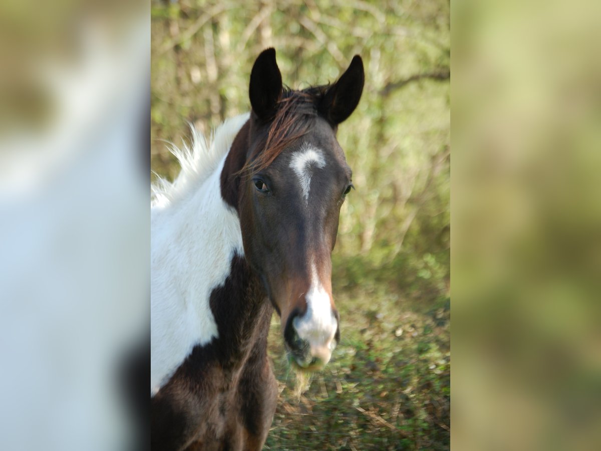 Anglo arabe Hongre 4 Ans 173 cm Pinto in Saint-Paul-en-Born