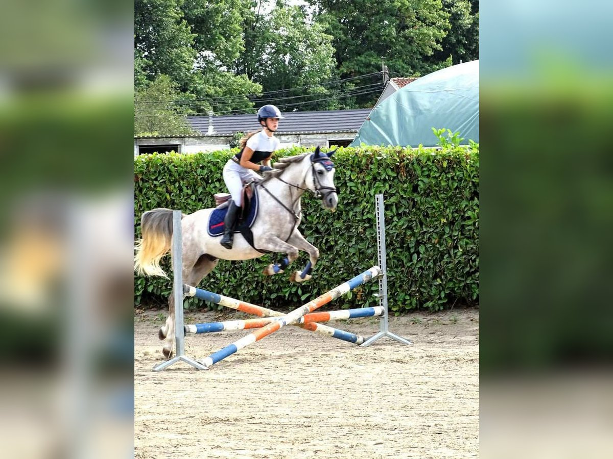 Anglo arabe Hongre 5 Ans 146 cm Gris in Vlezenbeek
