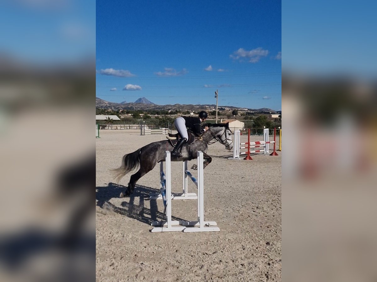 Anglo arabe Croisé Hongre 6 Ans 168 cm Gris pommelé in Alicante