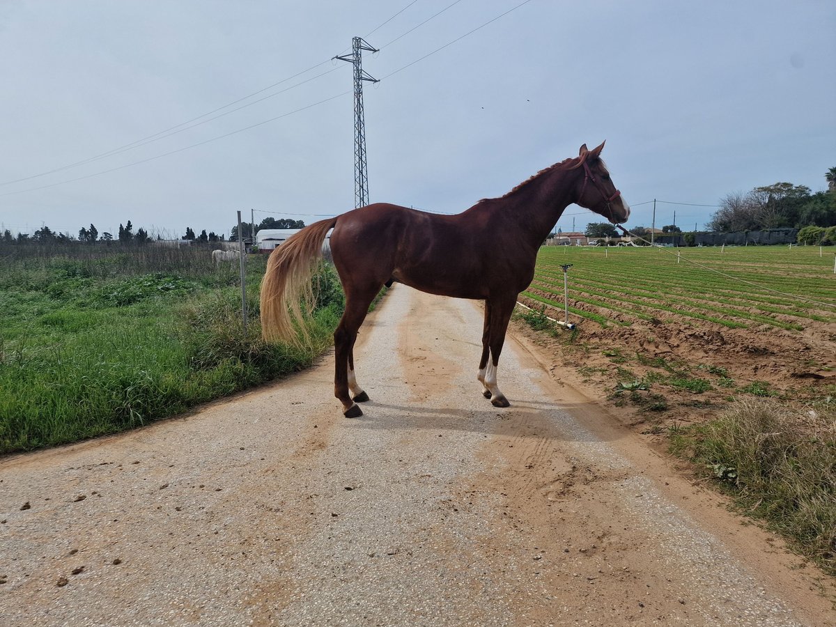 Anglo arabe Hongre 6 Ans 171 cm Alezan in Chipiona