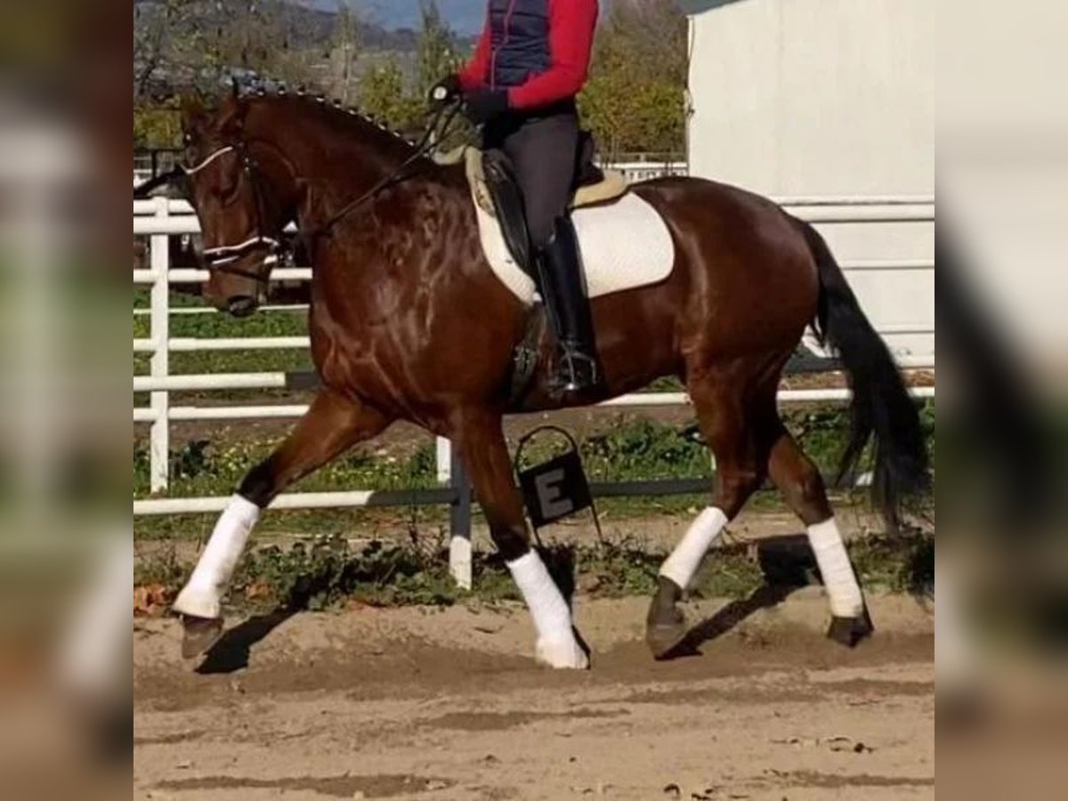 Anglo arabe Hongre 6 Ans 172 cm Bai in Sabadell Anglo arabe Hongre 6 Ans 172 cm Bai in Sabadell