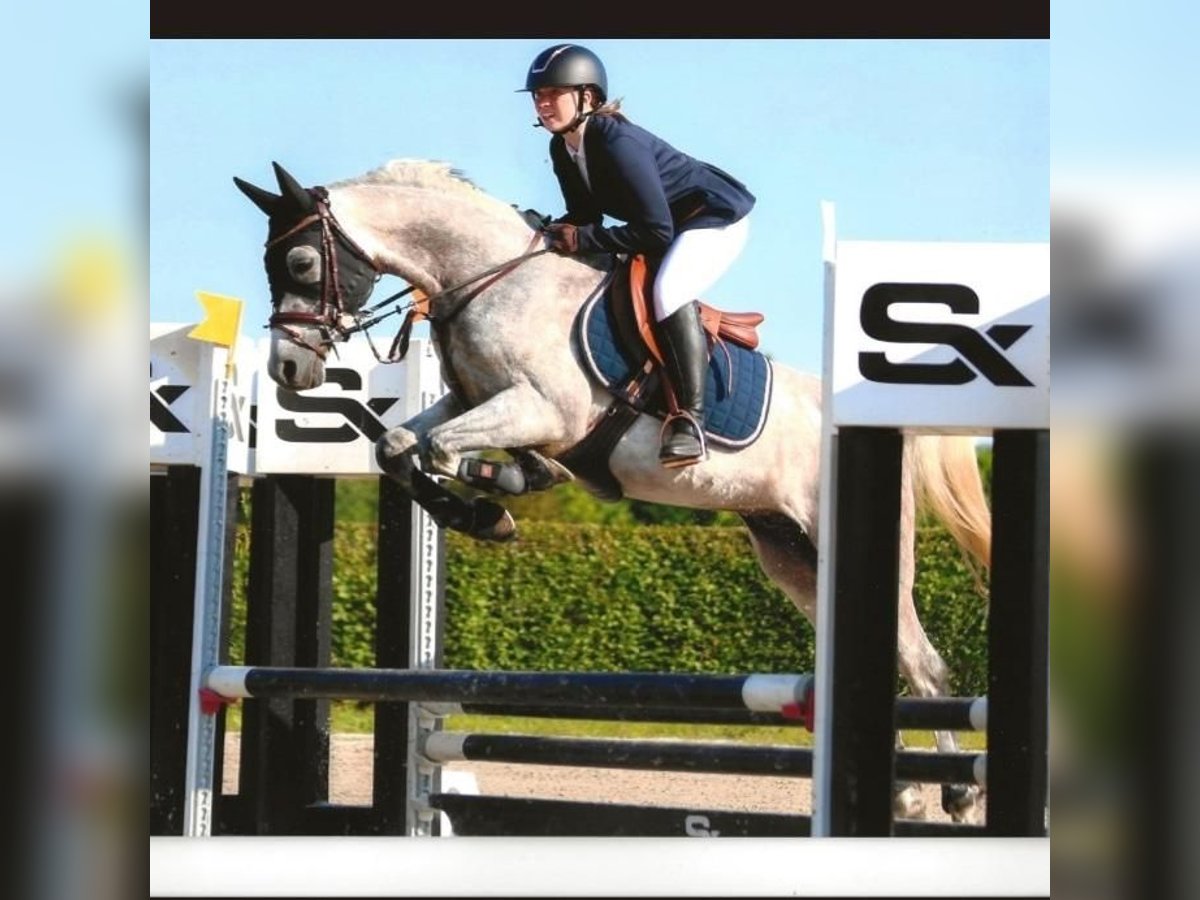 Anglo arabe Hongre 7 Ans 153 cm Gris in Breendonk