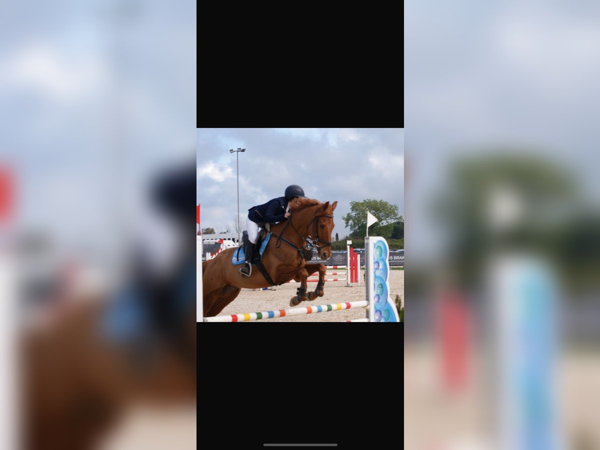 Anglo arabe Hongre 7 Ans 160 cm Alezan in Aprilia